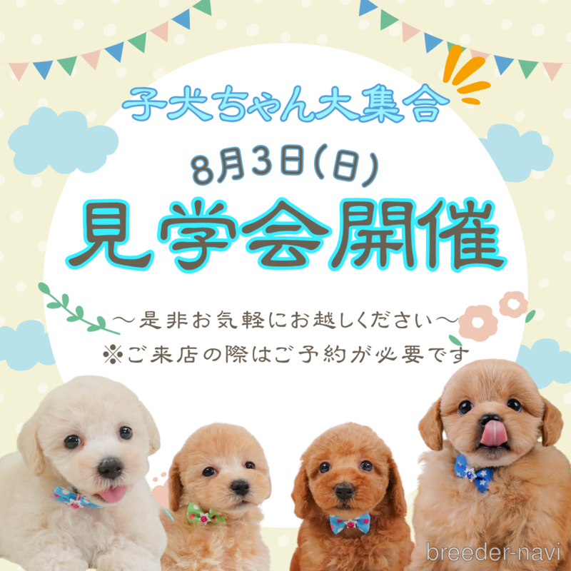 販売中の静岡県のポメラニアン-402853の6枚目